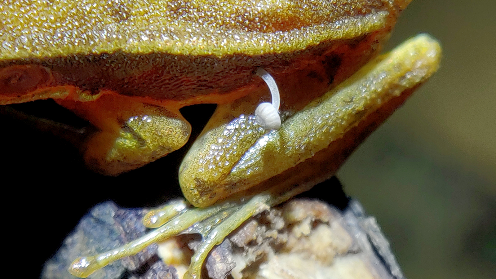 Another close-up of the mushroom with the leg of the frog in view.