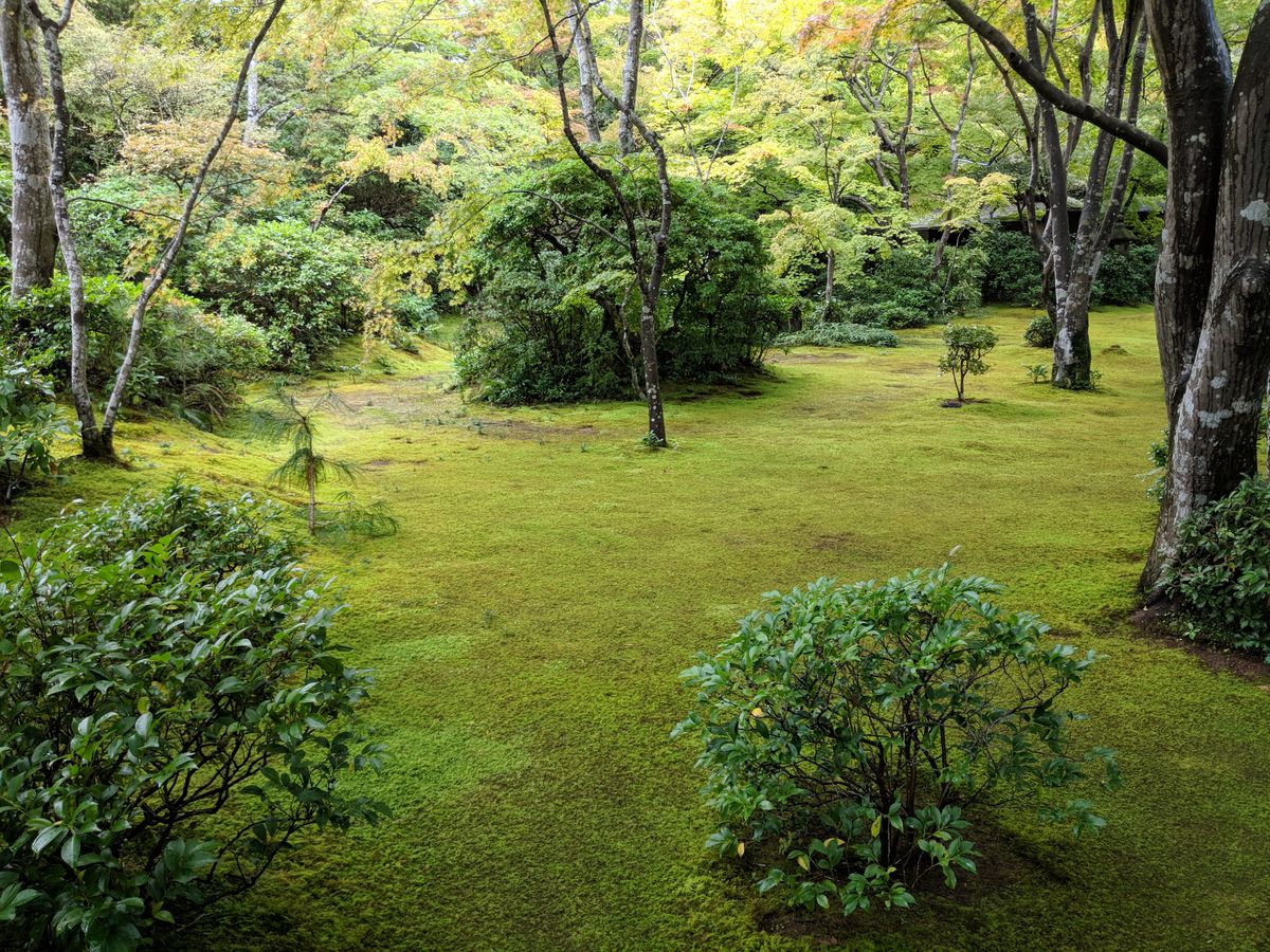 Immaculate grass
