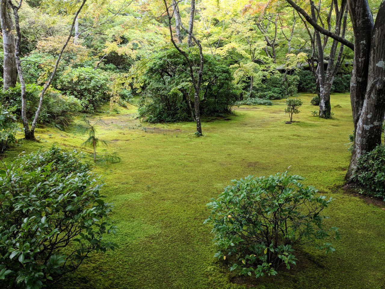Immaculate grass