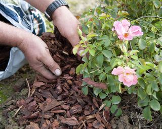 Rose shrub mulched with pine bark