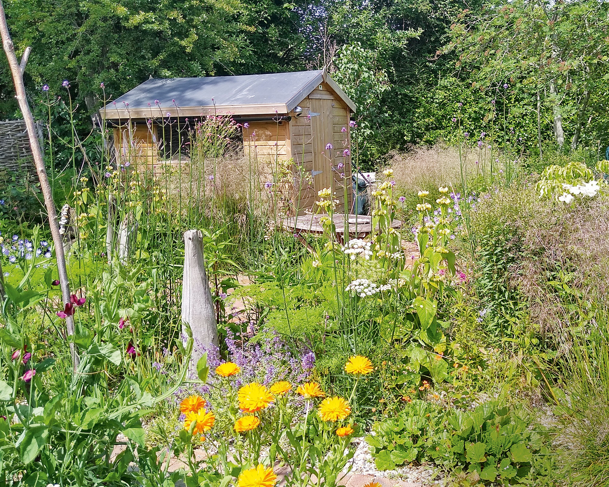 Pretty garden with shed in background, wildflower planting, trees and bushes