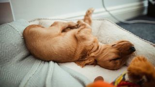 how to choose the right size dog bed