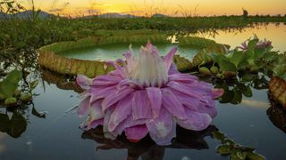 Giant water lily in The Green Planet