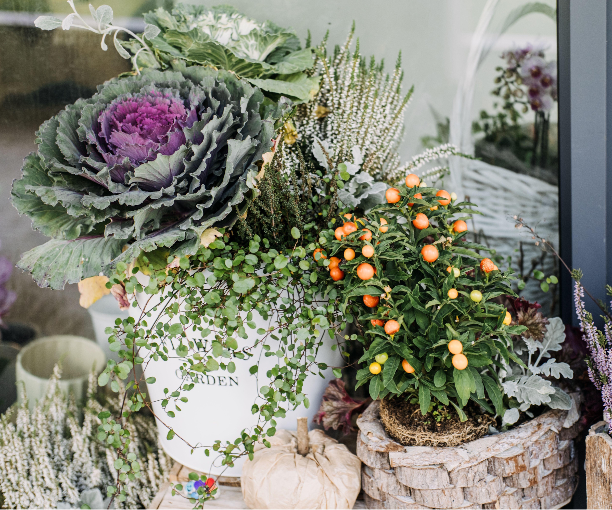 Ornamental cabbage on a container