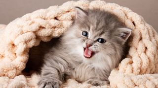 Silver kitten in a woven blanket yowling