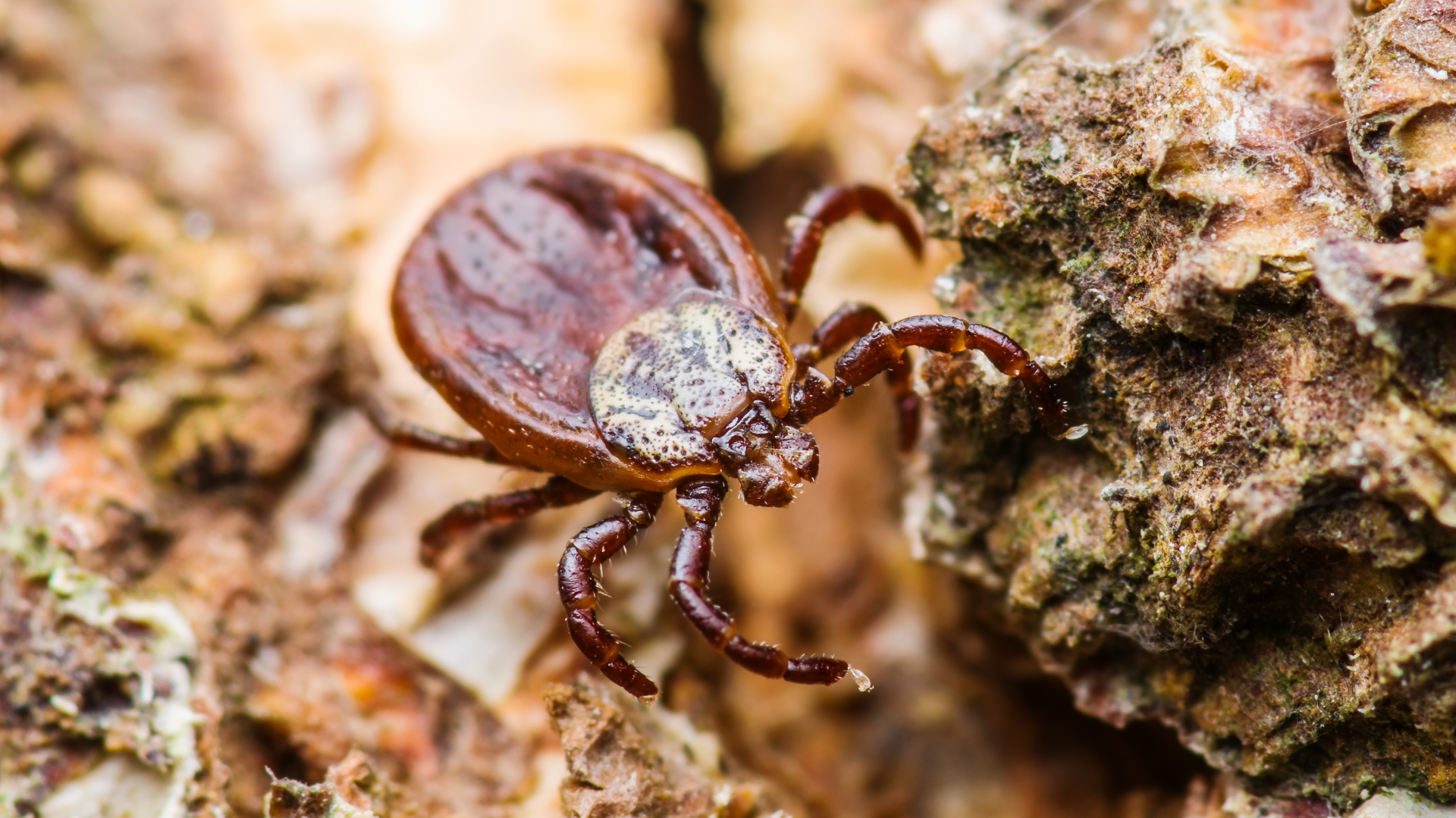 What is Colorado Tick Fever – and how can you avoid it…