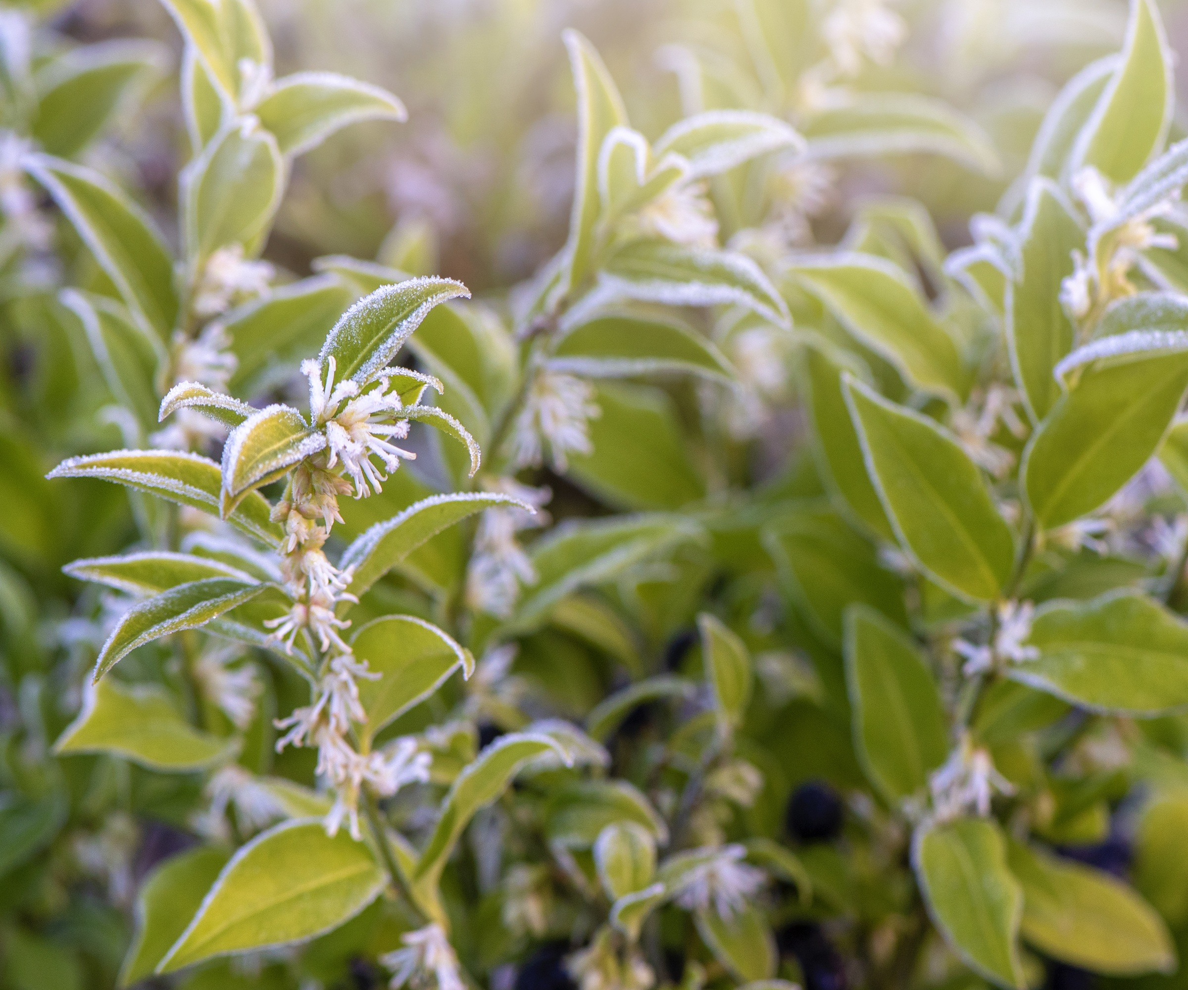 Sweet box, sarcococca confusa