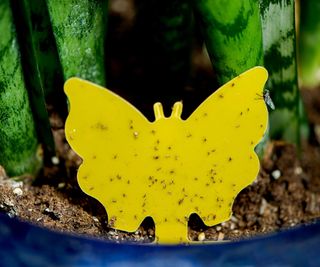 Yellow stick fly shaped paper in plant pot