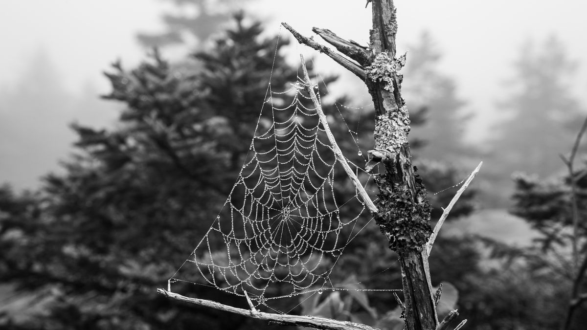 How to Photograph a Spider Web: 16 Expert Tips