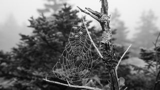 Arachnophobia is the fear of spiders. This black and white image of a dewy spider web on a tree branch would not be attractive to someone with arachnophobia. 