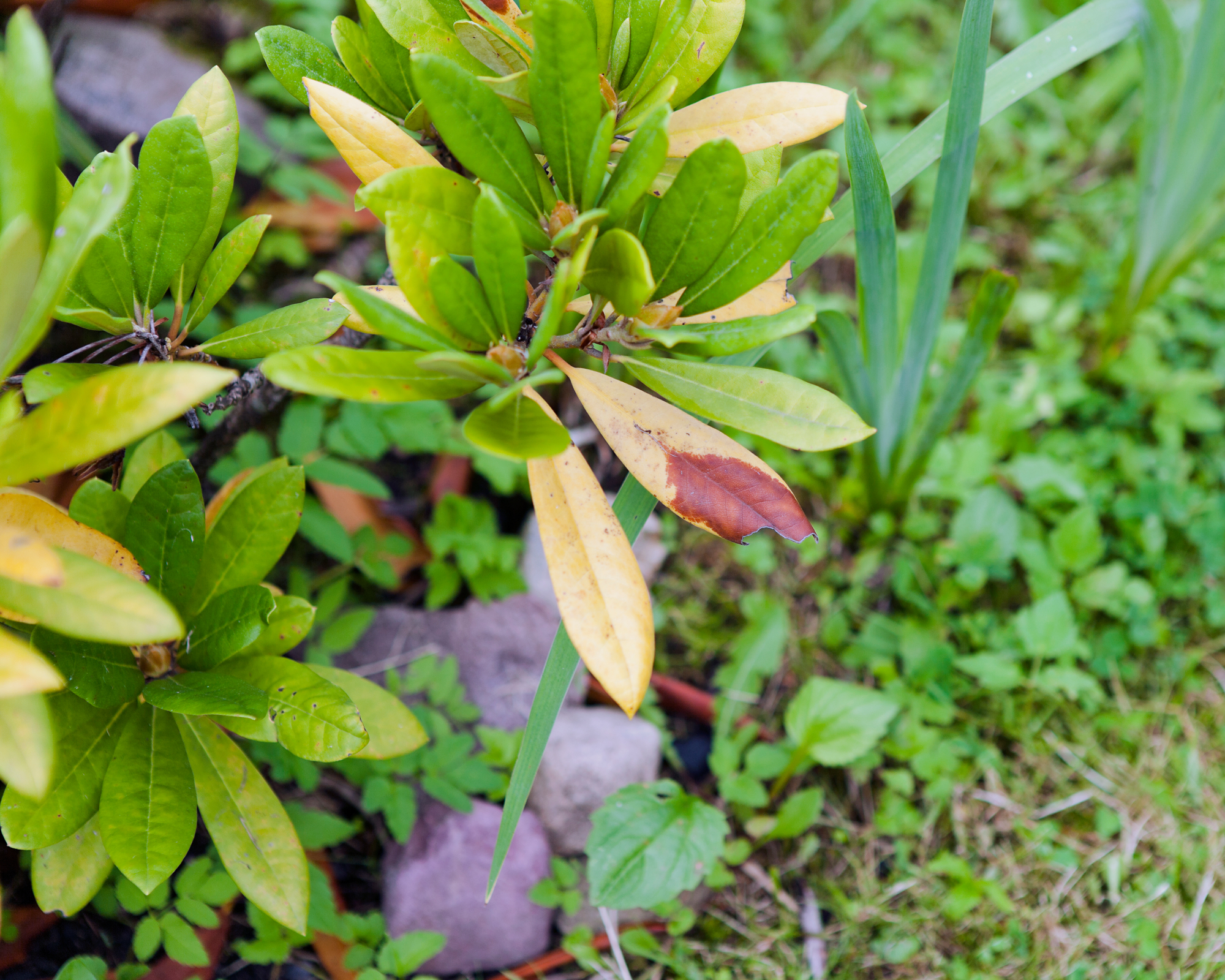 Yellowing leaves on azalea rhododendron