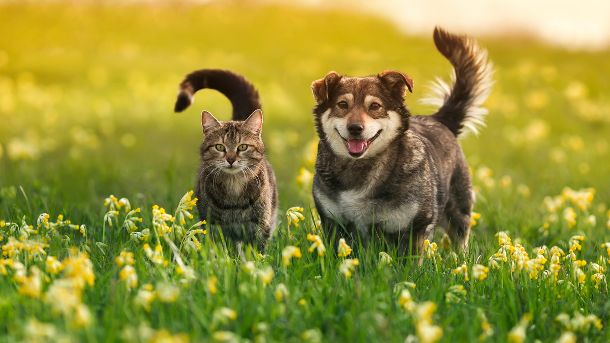 A cat and a dog in a field, needing the best pet tracker 