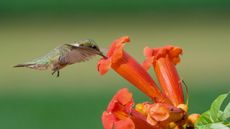 A hummingbird visits an orange trumpet vine flower to sip nectar