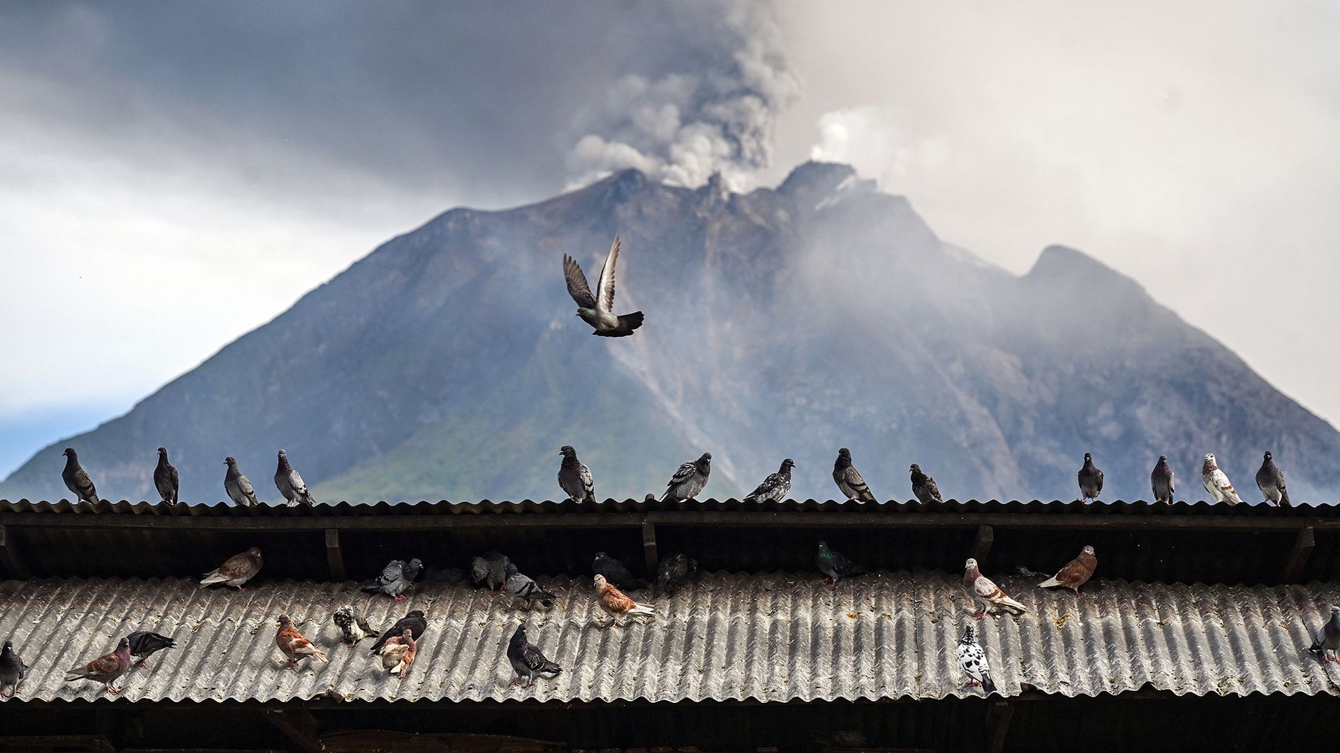 
                                Pigeons gather on a rooftop while Mount Sinabung spews volcanic ash in the distance, in North Sumatra, Indonesia
                            