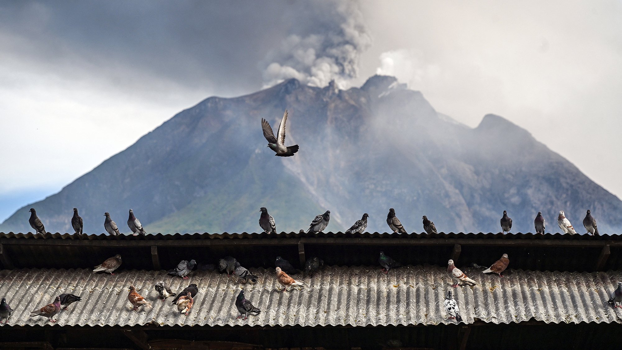 Pigeons gather on a rooftop while Mount Sinabung spews volcanic ash in the distance, in North Sumatra, Indonesia