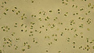 Gloeocapsa, a Cyanobacteria, with cells on a brown/green background