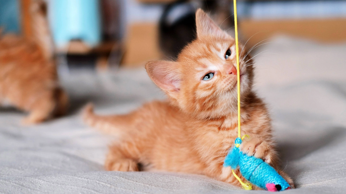 Ginger kitten lying on a bed with its claws on a blue fish teaser toy on a yellow string