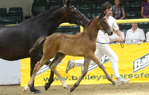 MillfieldPandorar-Credit-Kevin-SparrowMR.jpg