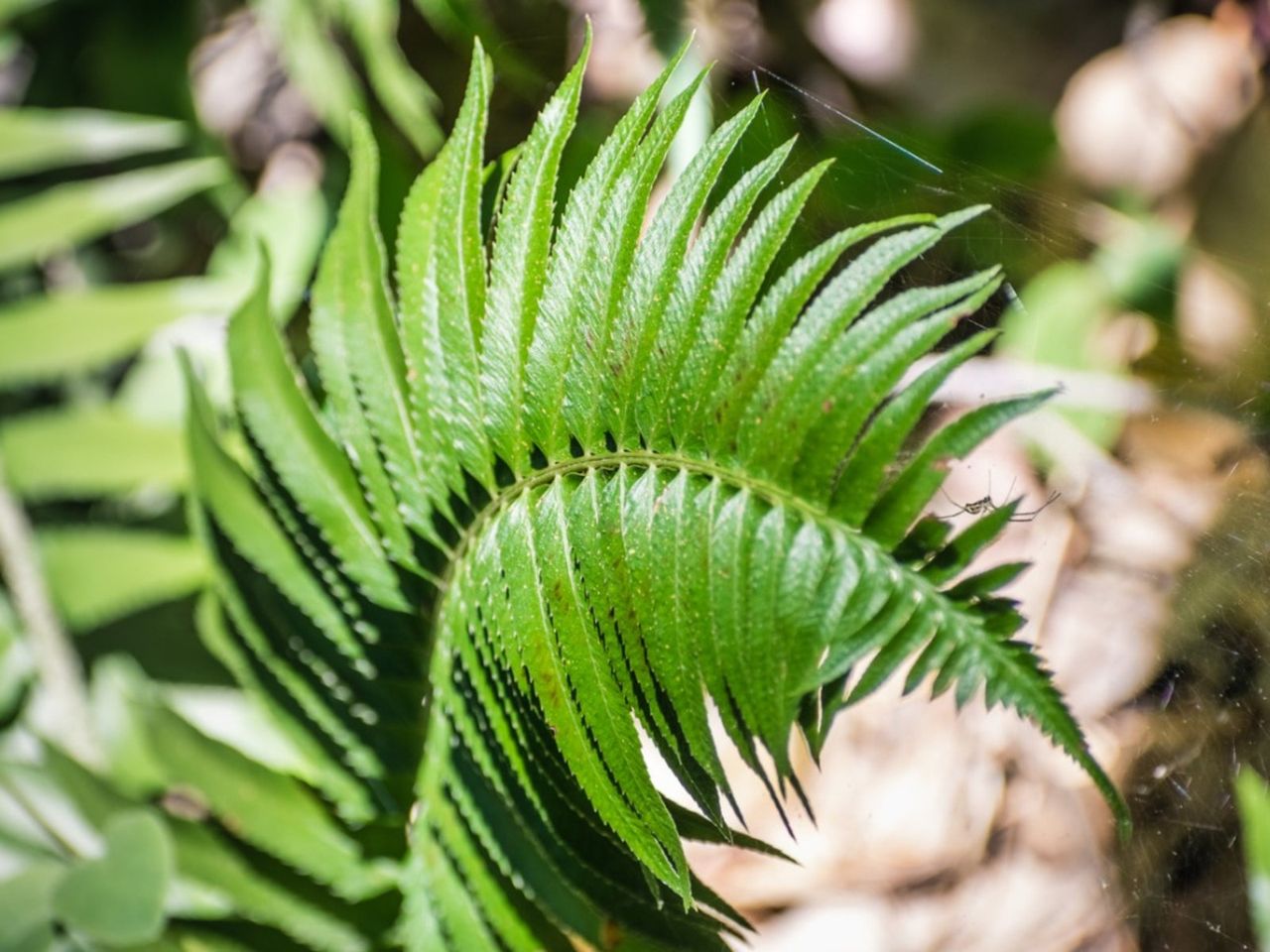 Green Sword Fern Plant