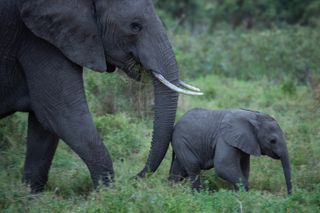 Two savanna elephants