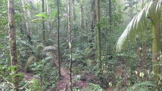 Amazon basin rainforest 