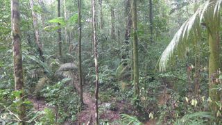 This interior part of the Amazon rainforest is one of the most diverse corners of the Amazon basin. A hectare of forest typically contains 250 species of large trees.