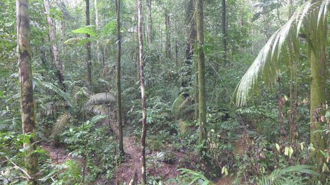 Facts About Rainforests Live Science