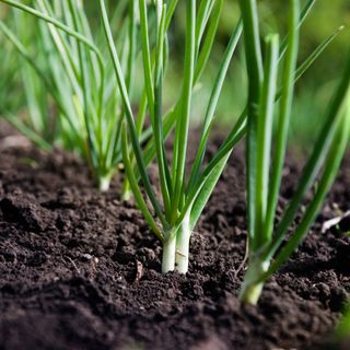 Spring onion plants growing in soil