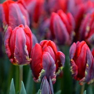 Red and purple Tulipa 'Rococo' tulips