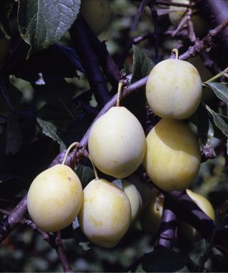 Plum 'Coe's Golden Drop'