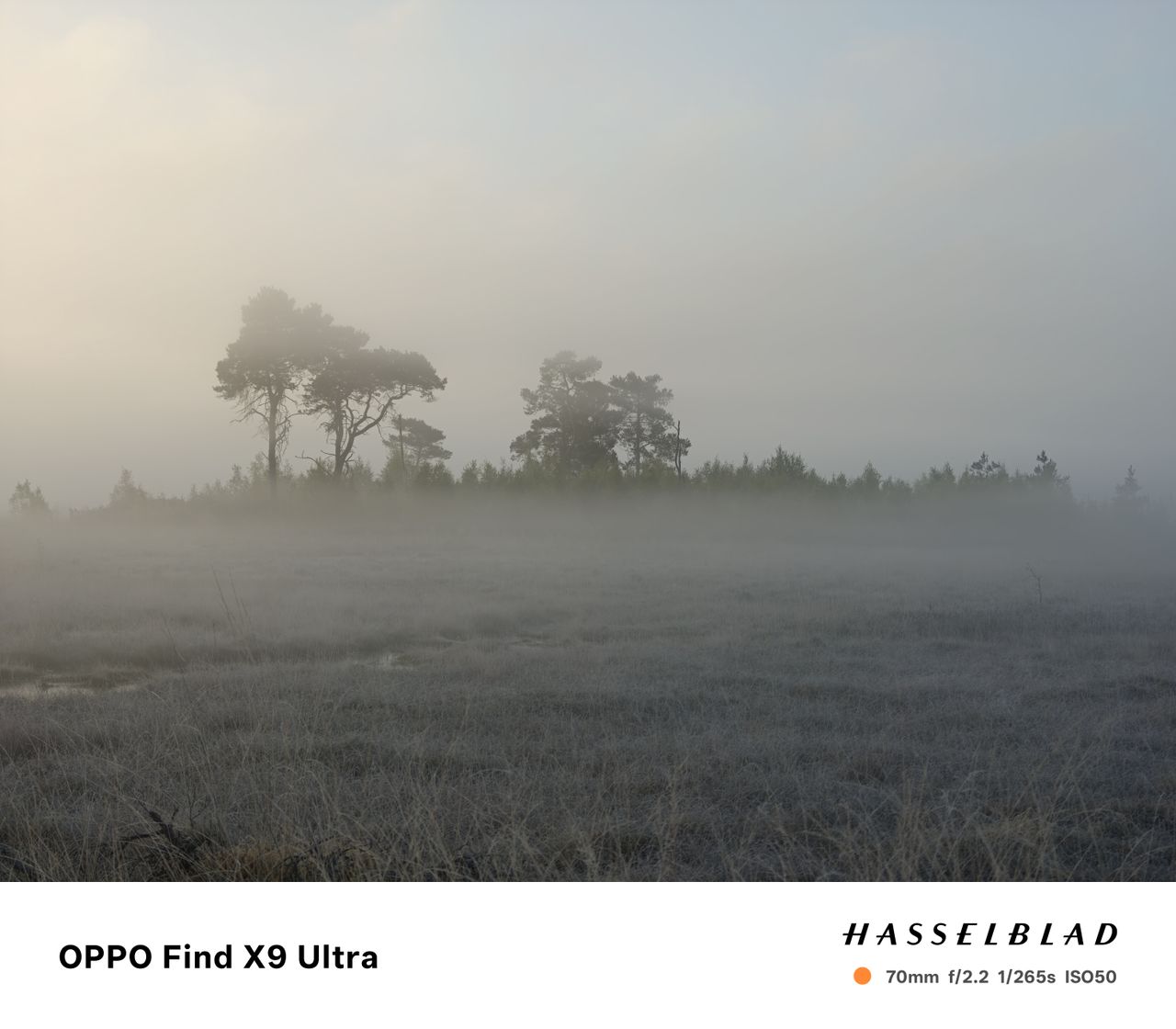 Trees in early morning mist
