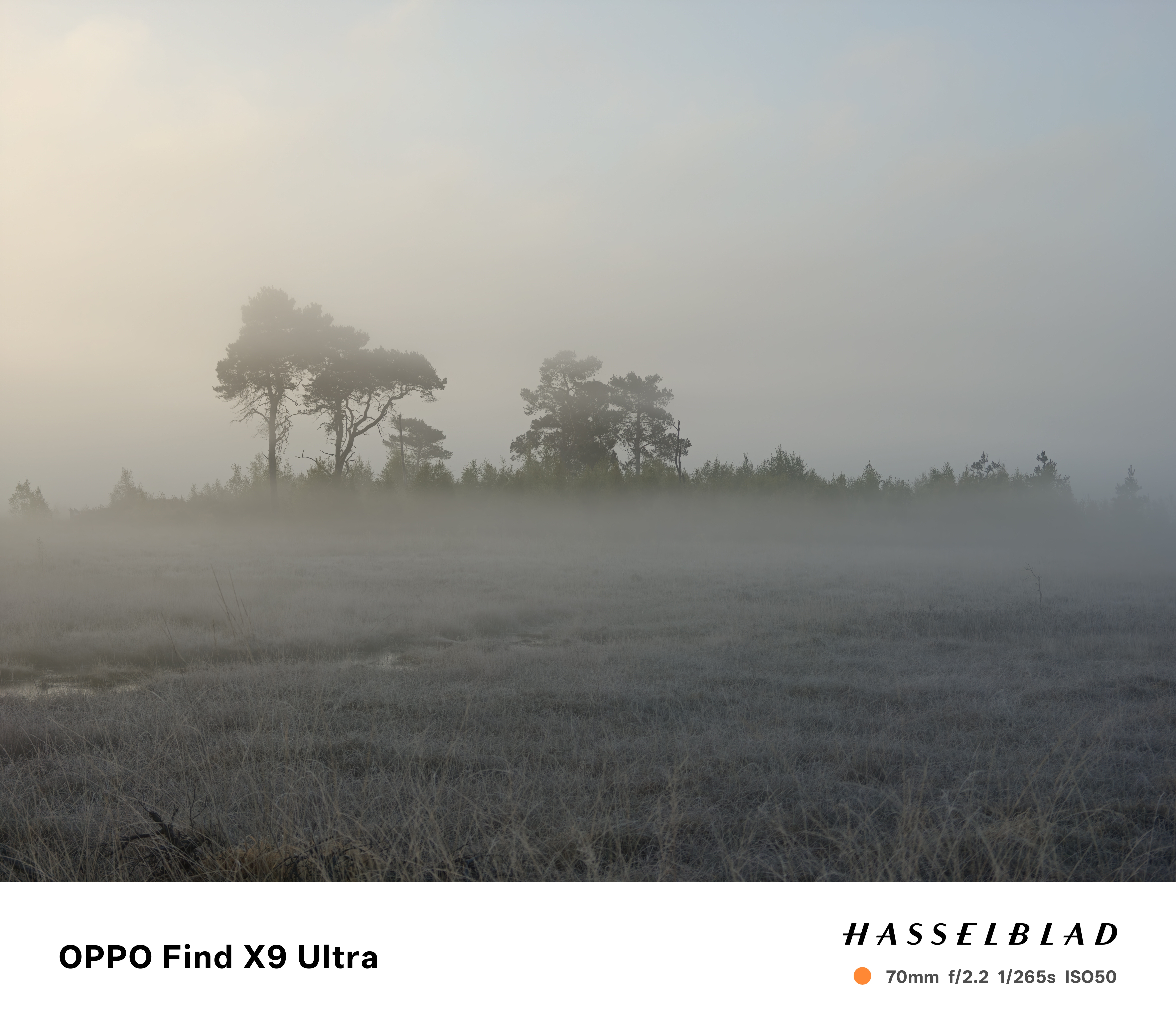 Trees in early morning mist