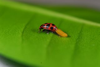 A wasp larva hatches from the abdomen of a ladybug. The ladybug will live on as the wasp larva spins a cocoon between its legs.