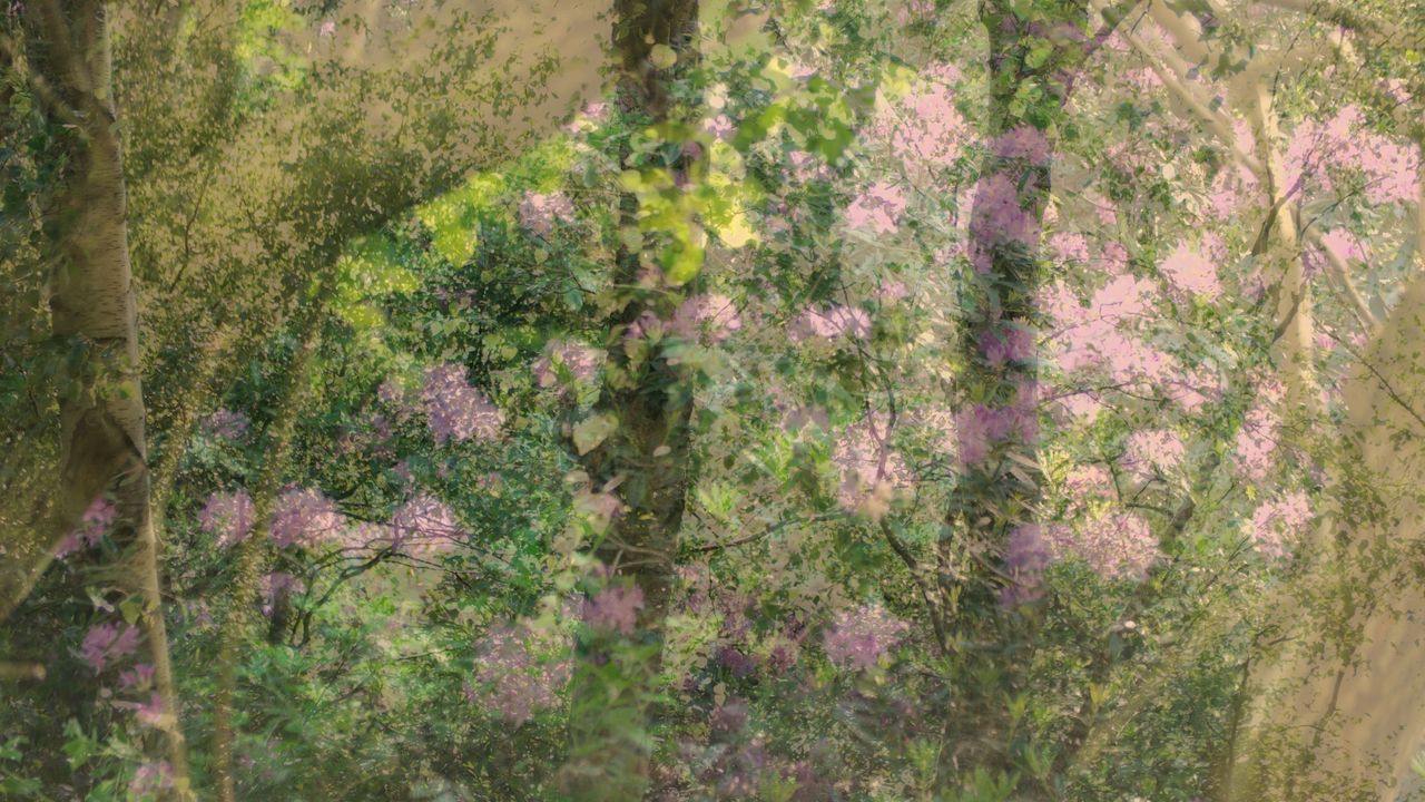 Woodland scenes captured using multiple exposures