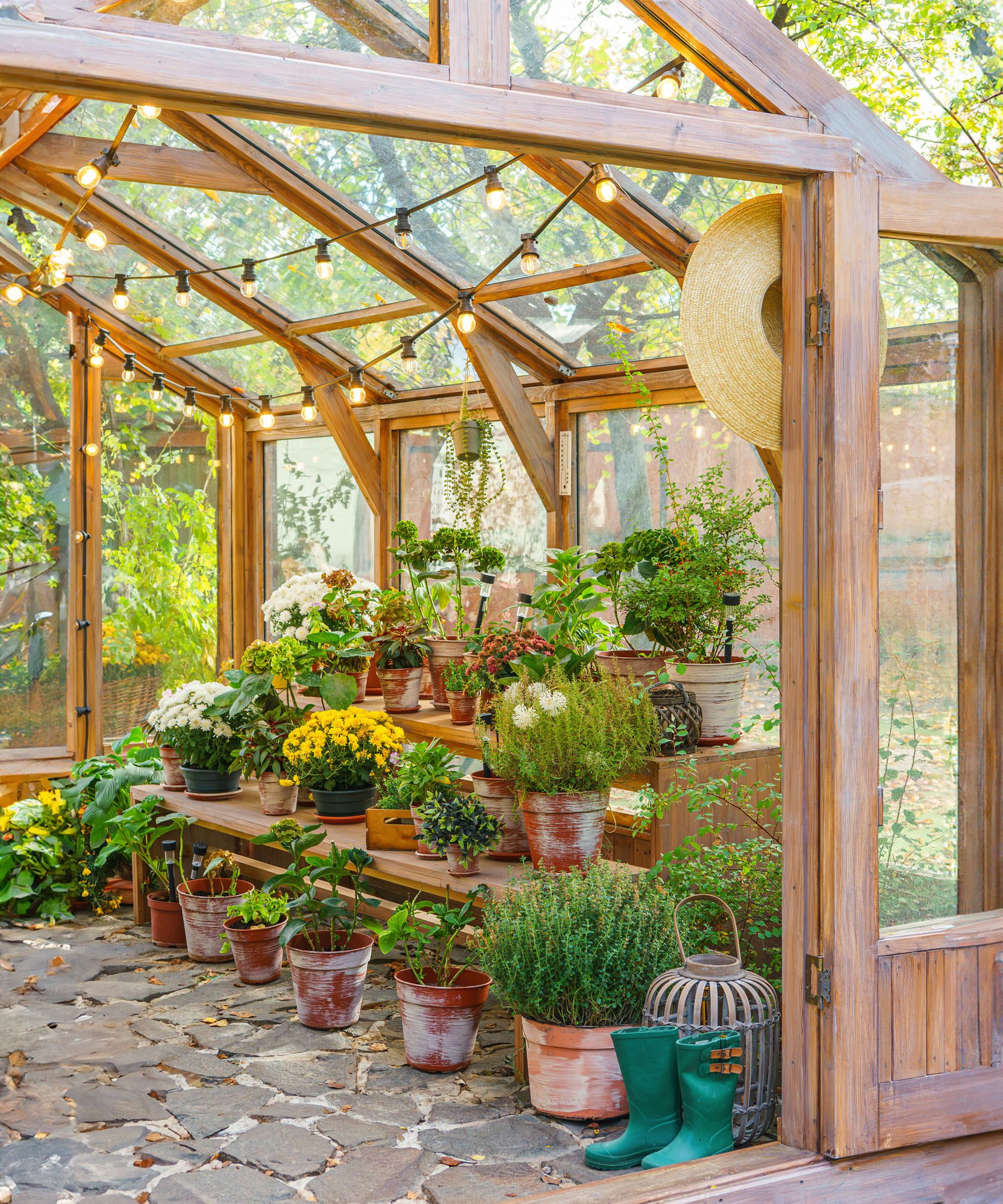 wooden frame greenhouse interior showing plants on staging benches and hanging lights