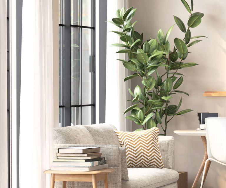 Best low maintenance trees to grow indoors six varieties Homes & Gardens