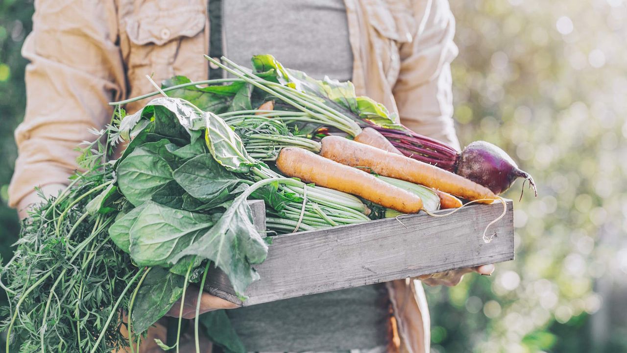 A gardener carrying a harvest of fresh vegetables