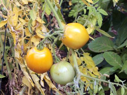 Three tomatoes growing on a tomato plant with yellow leaves