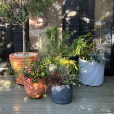 container garden on decking