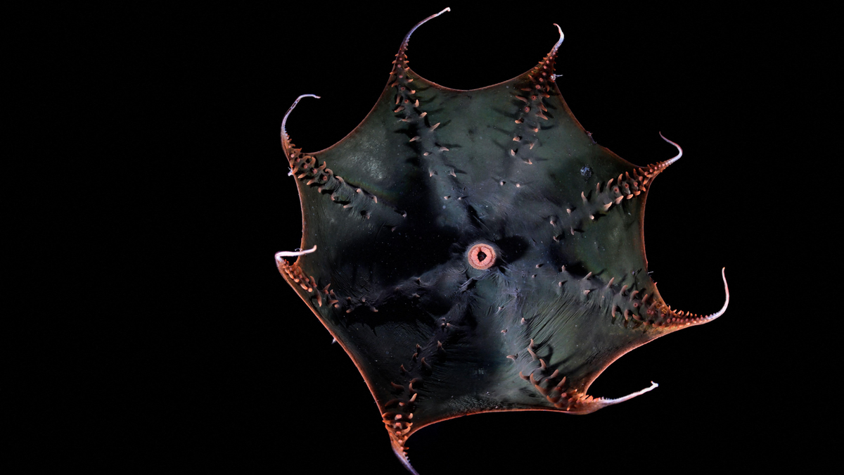 Scientists finally sequence the vampire squid's huge genome, revealing secrets of the 'living fossil"