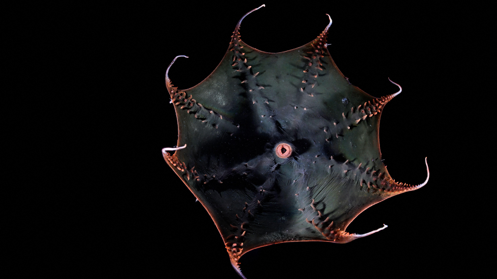 Scientists finally sequence the vampire squid’s huge genome, revealing secrets of the ‘living fossil’ Scientists finally sequence the vampire squid’s huge genome, revealing secrets of the ‘living fossil’