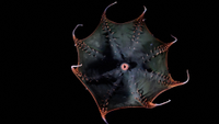 Vampire squid (Vampyroteuthis infernalis), flaring its arms in the deep sea.