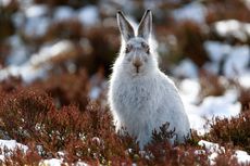 Snow Rabbit