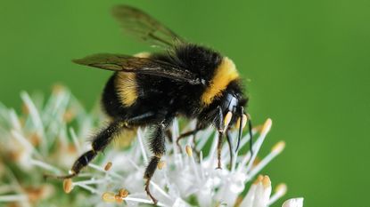 Expert bee-friendly garden tips