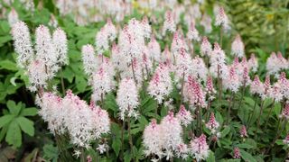 Foamflowers