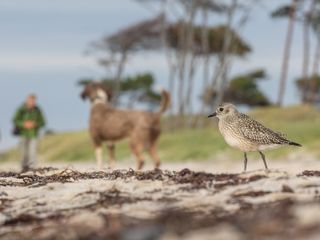 I took this photo on a beautiful beach on the Baltic Sea. There are a number of waders and other birds here, but also many visitors who enjoy the beautiful landscape. In this case there was also a dog who initially did not notice the Grey Plover. The Grey Plover, however, did notice the dog and flew away shortly after I took the photo. While I do not believe this incident greatly stressed the bird, it is crucial to acknowledge the potential impact of human activity and tourism on protected species and their habitats. In my opinion, the scene represents this potential conflict between humans and nature. Canon EOS R6 with Canon 100–400mm f/4.5–5.6 II lens. 248mm; 1/640s; f/14; ISO 1,600.