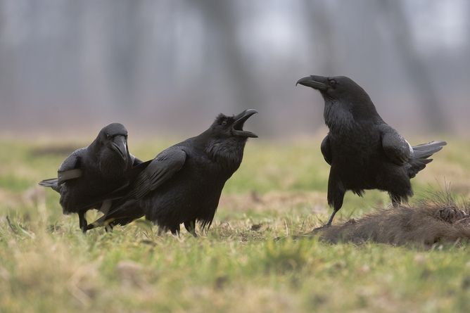 ravens, social ability, humans