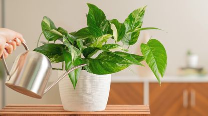 Watering Albo pothos