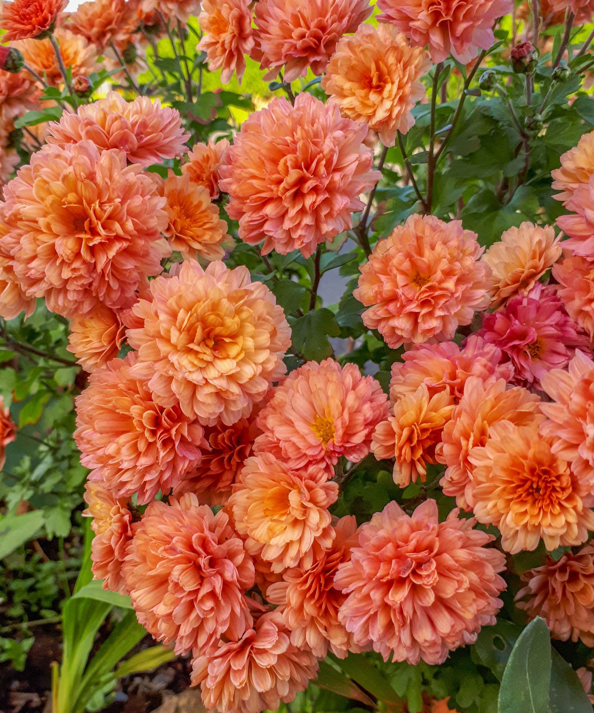 Apricot chrysanthemum