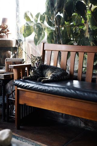 Front terrace, yawning tabby cat lay on a black leather seated wooden frame chair, netted backdrop, plants, side table with small chest on top, brown stone floor, corner of multicoloured rug, window letting in daylight